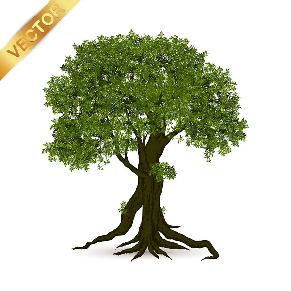 Illustration Realistic Tree Isolated White Background Vector Can Used Design — Stock Vector