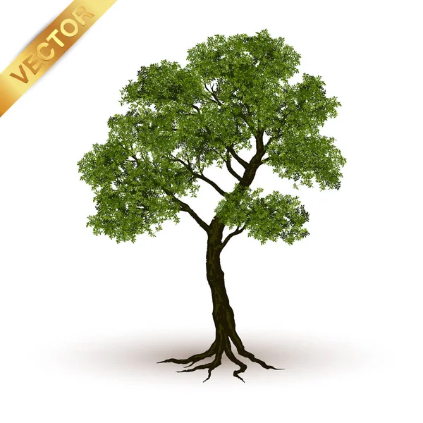 Illustration Realistic Tree Isolated White Background Vector Can Used Design — Stock Vector