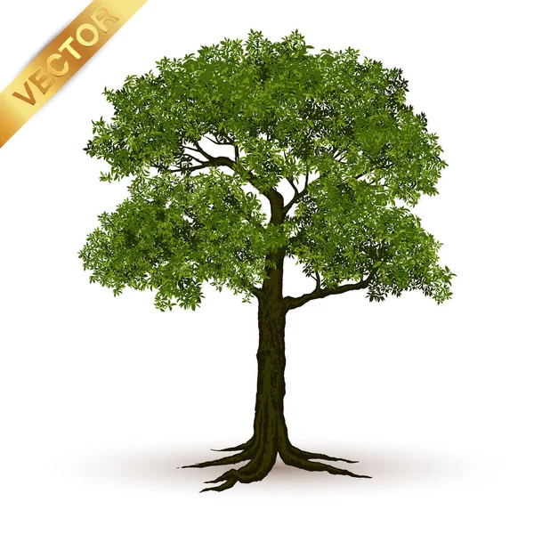 Illustration Realistischer Baum Isoliert Auf Weißem Hintergrund Vektor Kann Verwendet — Stockvektor