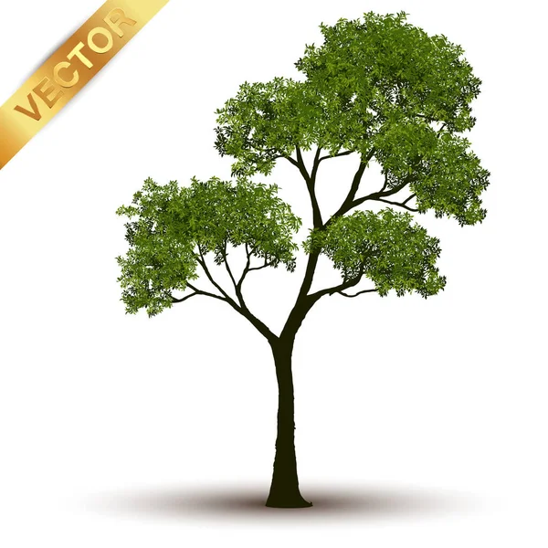 Illustration Realistic Tree Isolated White Background Vector Can Used Design — Stock Vector