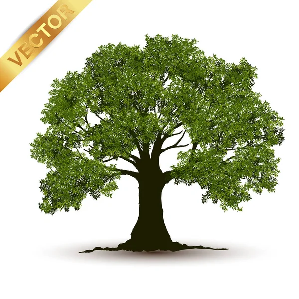 Illustration Realistischer Baum Isoliert Auf Weißem Hintergrund Vektor Kann Verwendet — Stockvektor