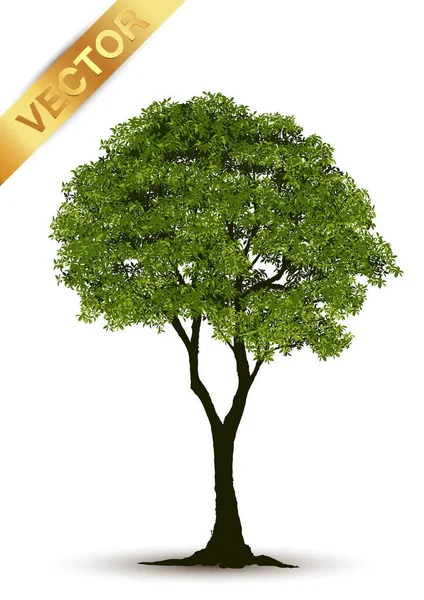 Illustration Realistischer Baum Isoliert Auf Weißem Hintergrund Vektor Kann Verwendet — Stockvektor