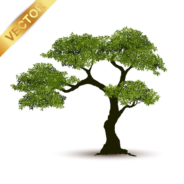 Illustration Realistic Tree Isolated White Background Vector Can Used Design — Stock Vector