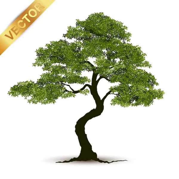 Illustration Realistischer Baum Isoliert Auf Weißem Hintergrund Vektor Kann Verwendet — Stockvektor