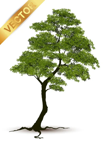 Illustration Realistischer Baum Isoliert Auf Weißem Hintergrund Vektor Kann Verwendet — Stockvektor