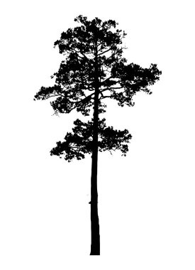 Beyaz arkaplanda ağaç silueti izole edildi.