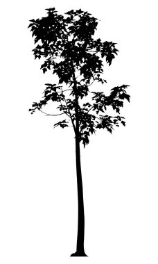 Beyaz arkaplanda ağaç silueti izole edildi.