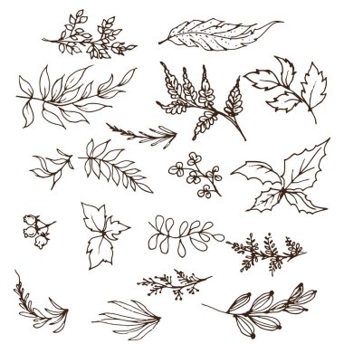 Yaprak koleksiyonu. Soyut Yapraklar. El çizimleri. Çizim, vektör illüstrasyonu.