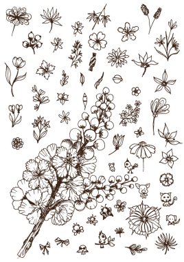 vektör çizim çiçeği, çiçek elementi, el çizimi botanik illüstrasyon