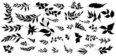 Yaprak koleksiyonu. Soyut Yapraklar. El çizimleri. Çizim, vektör illüstrasyonu.