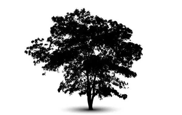 Tree Silhouette Isolated White Background — Stock Vector