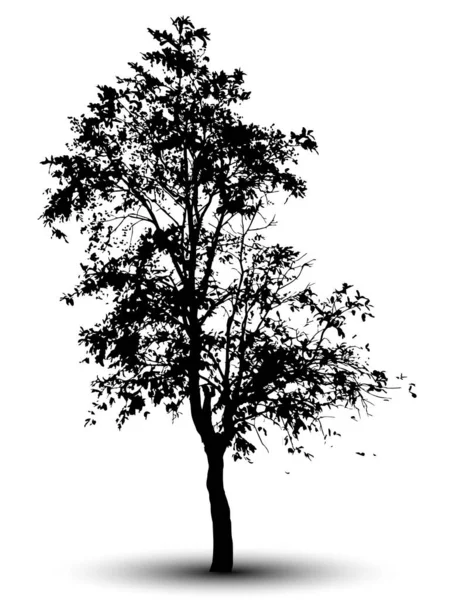 Силует Дерева Ізольовано Білому Тлі — стоковий вектор