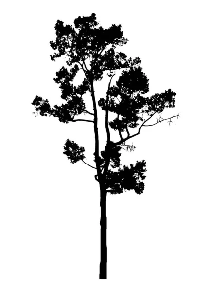 独立于白色背景的树的轮廓 — 图库矢量图片