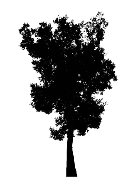 独立于白色背景的树的轮廓 — 图库矢量图片