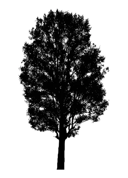 Siluet Pohon Diisolasi Latar Belakang Putih - Stok Vektor