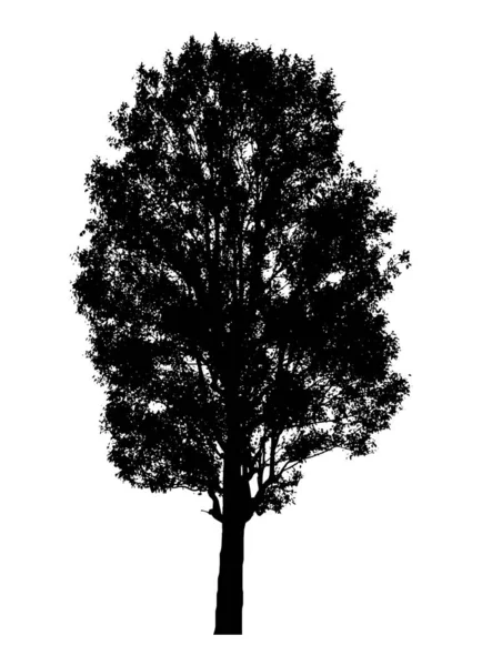 Silhouette Arbre Isolé Sur Fond Blanc — Image vectorielle