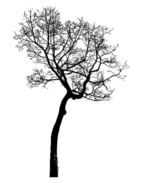 Silhouette Arbre Isolé Sur Fond Blanc — Image vectorielle