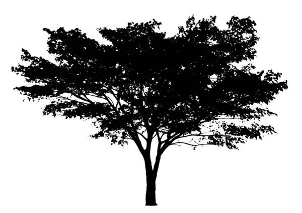 Silhouette Arbre Isolé Sur Fond Blanc — Image vectorielle