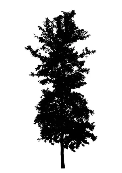 Baumsilhouette Isoliert Auf Weißem Hintergrund — Stockvektor