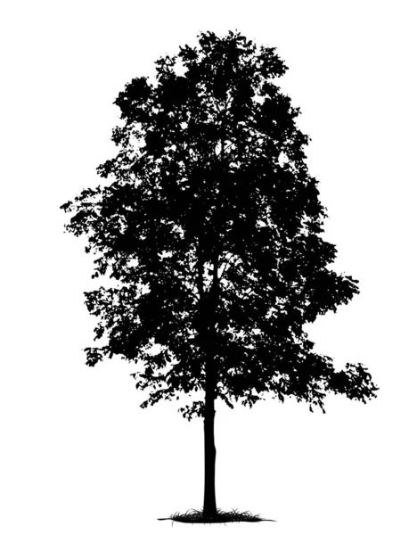 Silhouette Arbre Isolé Sur Fond Blanc — Image vectorielle