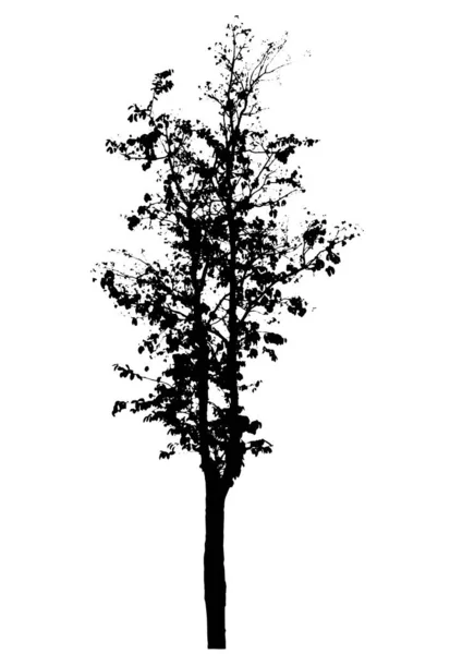 Silueta Árbol Aislada Sobre Fondo Blanco — Vector de stock