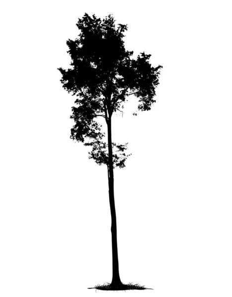 Silueta Árbol Aislada Sobre Fondo Blanco — Vector de stock