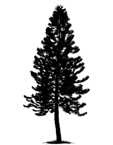 Silueta Árbol Aislada Sobre Fondo Blanco — Archivo Imágenes Vectoriales