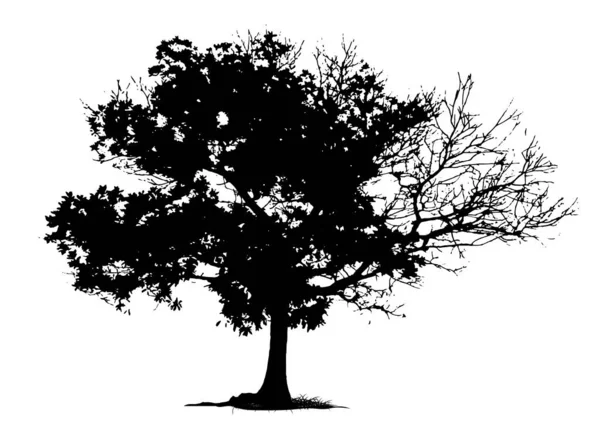 Sylwetka Drzewa Izolowane Białym Tle — Wektor stockowy