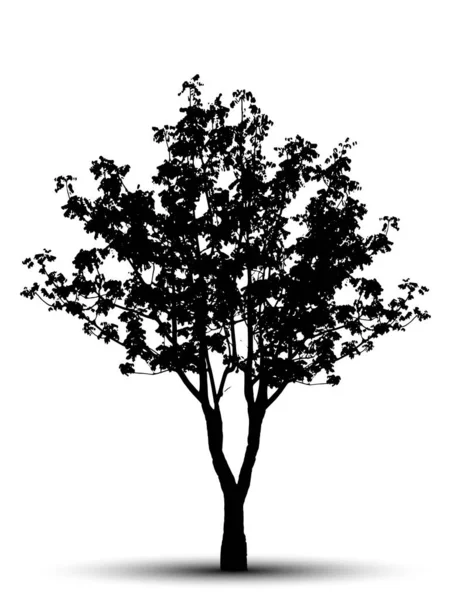 Силует Дерева Ізольовано Білому Тлі — стоковий вектор