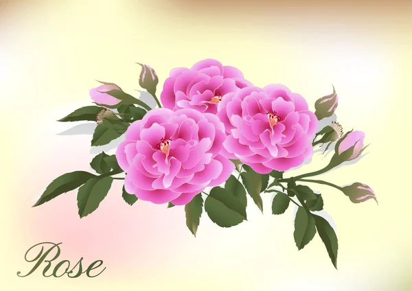 開花植物のバラの花 ガーデンは ロマンチックな花の装飾 結婚式の花束とバレンタイングリーティングカードのための緑の茎と葉を持つ赤い花 花弁と芽の孤立したアイコンをバラ — ストックベクタ