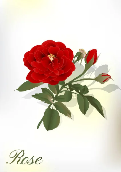 Kwiat Róży Kwitnącej Rośliny Róża Ogrodowa Odizolowana Ikona Czerwonego Kwiatu — Wektor stockowy
