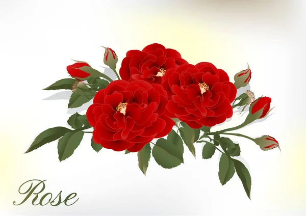 开花植物的玫瑰花 园中的玫瑰是红花 绿叶的象征 用于浪漫的花卉装饰 婚纱和情人节贺卡 — 图库矢量图片