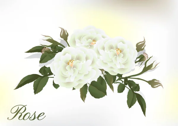 Rosenblüte Einer Blühenden Pflanze Gartenrose Isolierte Ikone Der Roten Blüte — Stockvektor