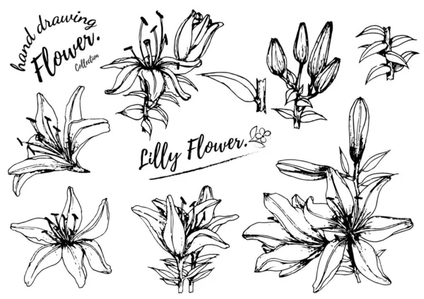Vector Dibujo Flor Elemento Floral Ilustración Botánica Dibujada Mano — Archivo Imágenes Vectoriales