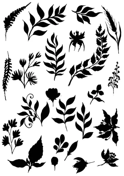 Yaprak Koleksiyonu Soyut Yapraklar Çizimleri Çizim Vektör Illüstrasyonu — Stok Vektör