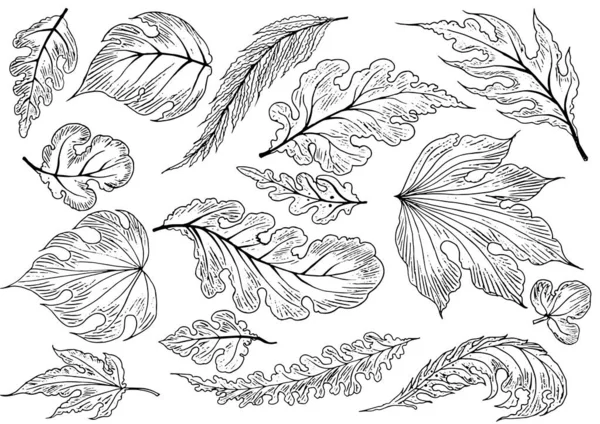 Coleção Folhas Leaves Abstract Folhas Desenhadas Mão Isoladas Sobre Fundo — Vetor de Stock