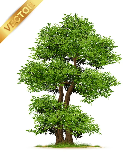 Realistiska Träd Isolerade Vit Bakgrund — Stock vektor