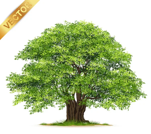 Realistic Trees Isolated White Background — Stock Vector