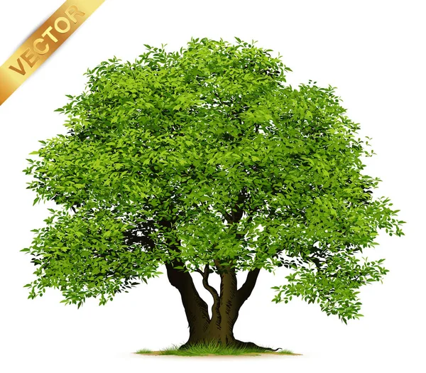 Beyaz Arkaplanda Zole Gerçekçi Ağaçlar — Stok Vektör