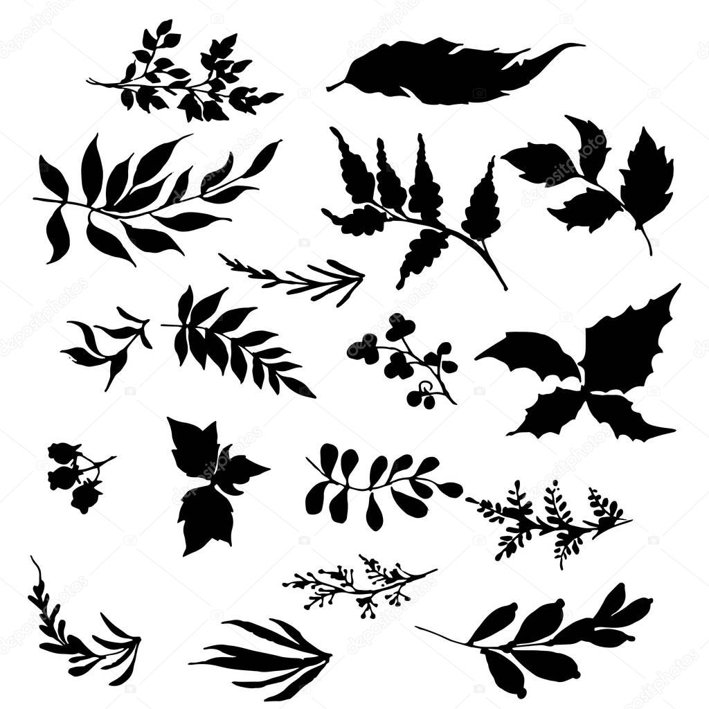 collection of  leaves.abstract Leaves.Hand drawn Leaves isolated on white background. Sketch, vector illustration.