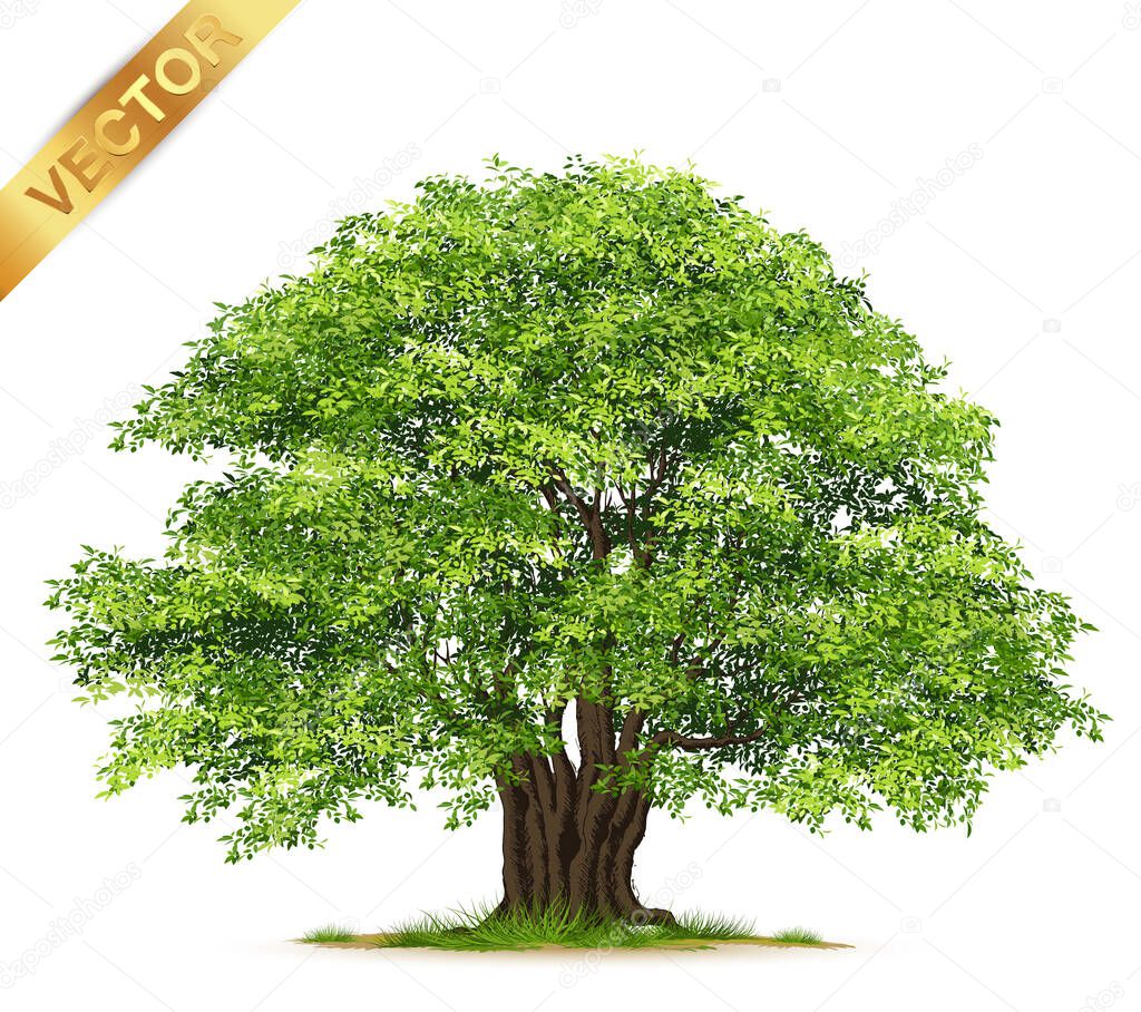 Realistic  Trees Isolated on White Background