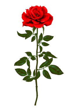 Çiçek açan bir çiçek seti. Bahçe gülü kırmızı çiçek, yeşil saplı çiçek ve yaprak ikonu romantik çiçek dekoru, düğün buketi ve sevgililer günü tebrik kartı. 