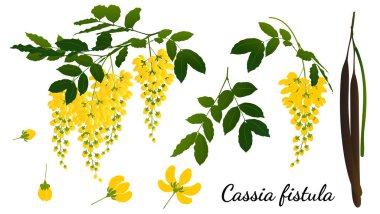 Cassia fistula  isolated on white background. clipart