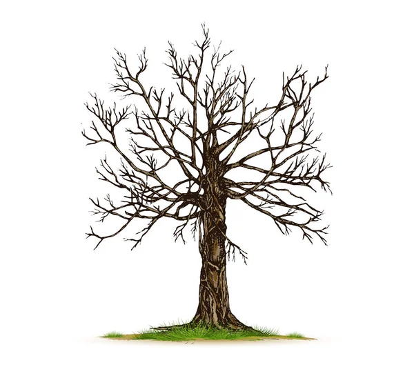 Toter Baum Isoliert Mit Weißem Hintergrund — Stockvektor