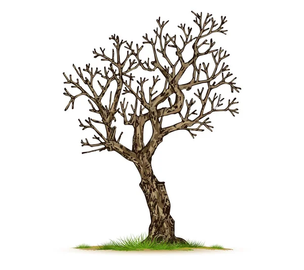 Arbre Mort Isolé Avec Fond Blanc — Image vectorielle