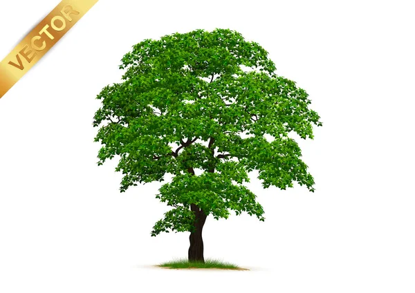 Schöner Baum Auf Weißem Hintergrund — Stockvektor