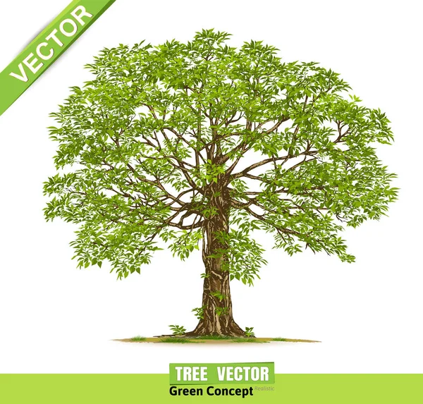 Copac Frumos Fundal Alb — Vector de stoc