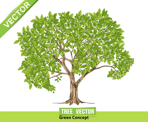 Krásný Strom Bílém Pozadí — Stockový vektor