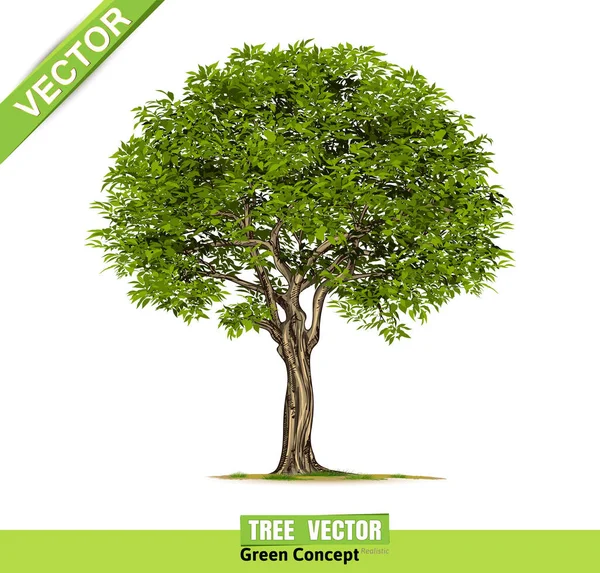 Bela Árvore Fundo Branco —  Vetores de Stock