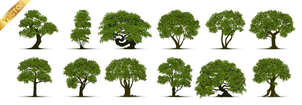 Piękne Drzewo Białym Tle — Wektor stockowy